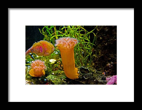 Aquarium Framed Print featuring the photograph Excuse Me Please by Bob McGill