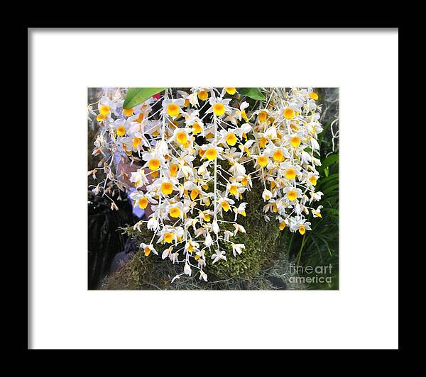 Rhynchostylis Gigantea Framed Print featuring the photograph Exotic Aerides by Alice Terrill