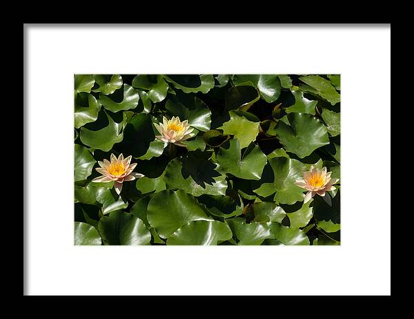 Georgia Mizuleva Framed Print featuring the photograph Exotic Colored Waterlilies in the Hot Mediterranean Sun by Georgia Mizuleva