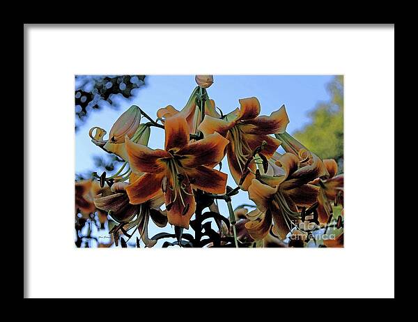 Lilies Framed Print featuring the photograph Exotic lilies by Yumi Johnson