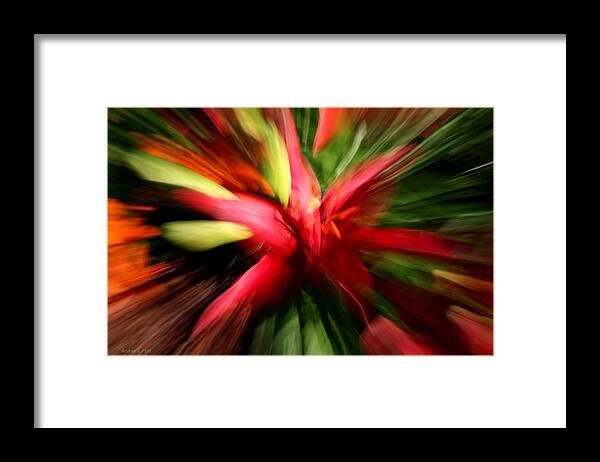 Lily Framed Print featuring the photograph Exploding Lily by Andrea Platt