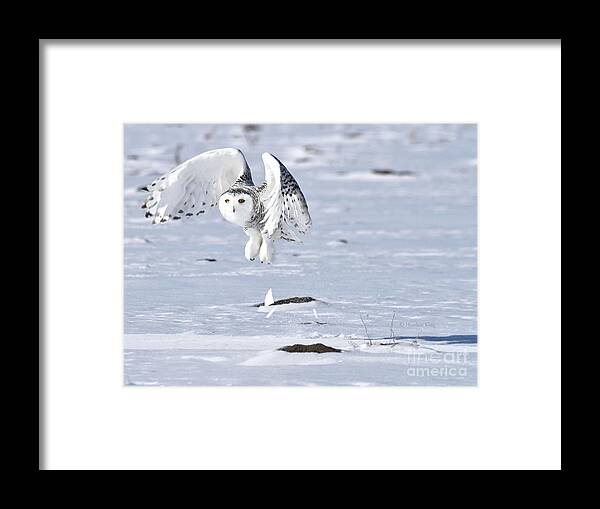 Wildlife Photography Framed Print featuring the photograph Explosive take off by Heather King