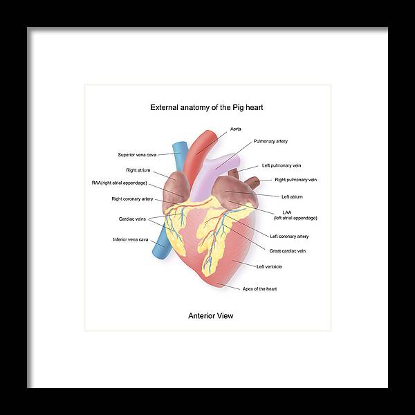 Exterior Anatomy Of A Pig Heart Anterior View Framed Print