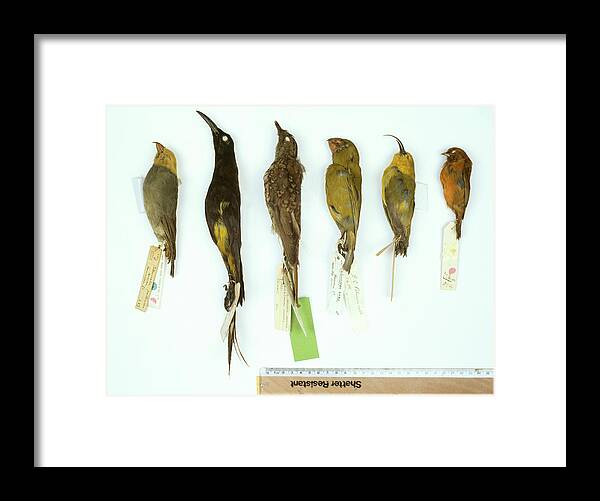 Collection Of Bird Feathers Photograph by Natural History Museum,  London/science Photo Library - Fine Art America