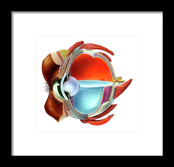 Human Framed Print featuring the photograph Eye Anatomy by Bo Veisland/science Photo Library