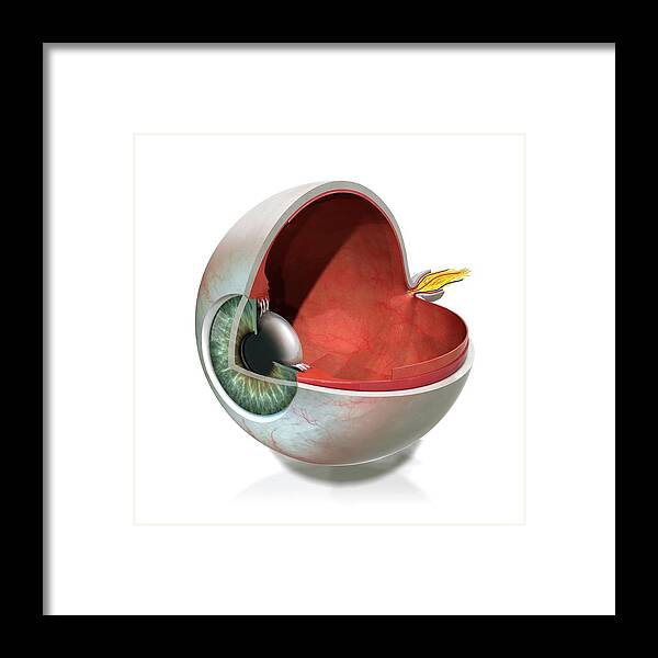 Anatomical Framed Print featuring the photograph Eye Anatomy by Claus Lunau/science Photo Library