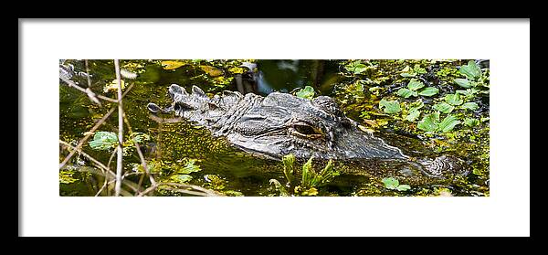 Alligator Framed Print featuring the photograph Eye of the Alligator by Ed Gleichman