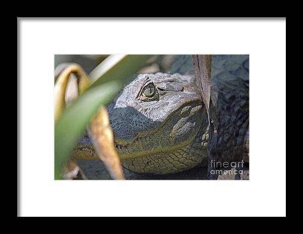 Costa Rica Framed Print featuring the photograph Eye of the Caiman by Bob Hislop