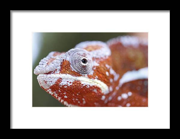 Lizard Framed Print featuring the photograph Eye See You by Shoal Hollingsworth
