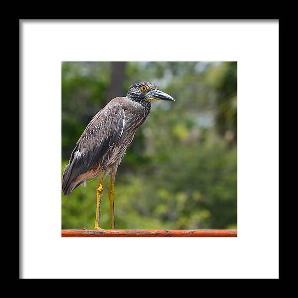 Heron Framed Print featuring the photograph Eye to Lens by DigiArt Diaries by Vicky B Fuller