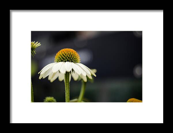 Echinacea Framed Print featuring the photograph Eyeing the Flowers by Heather Applegate