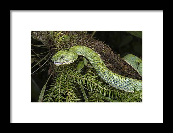 Pete Oxford Framed Print featuring the photograph Eyelash Viper Smile by Pete Oxford