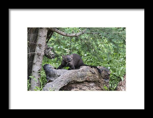 Wildlife;fisher;weasel;martes Pennanti;animals;animal;north American Wildlife;sandra Bronstein;nature;log Framed Print featuring the photograph Eyes in the Forest by Sandra Bronstein
