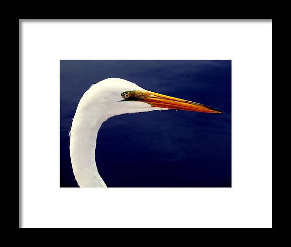 Birds Framed Print featuring the photograph EYES of STEEL by Karen Wiles