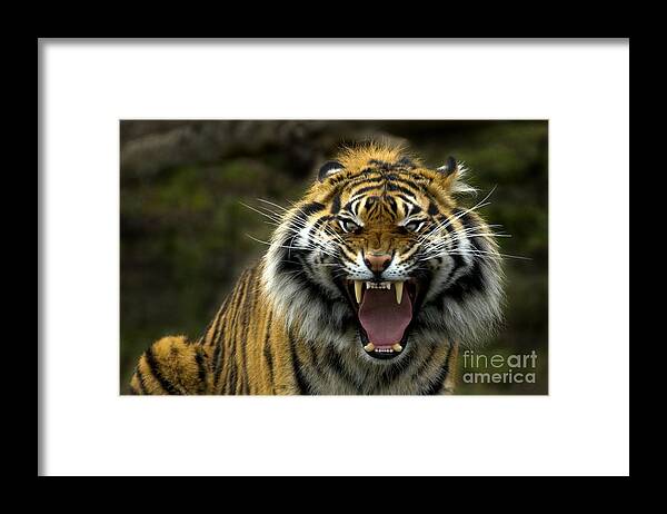 Tiger Framed Print featuring the photograph Eyes of the Tiger by Michael Dawson