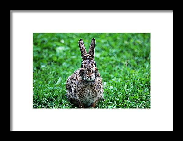 Bunny Framed Print featuring the photograph Eyes Wide Open by Trina Ansel