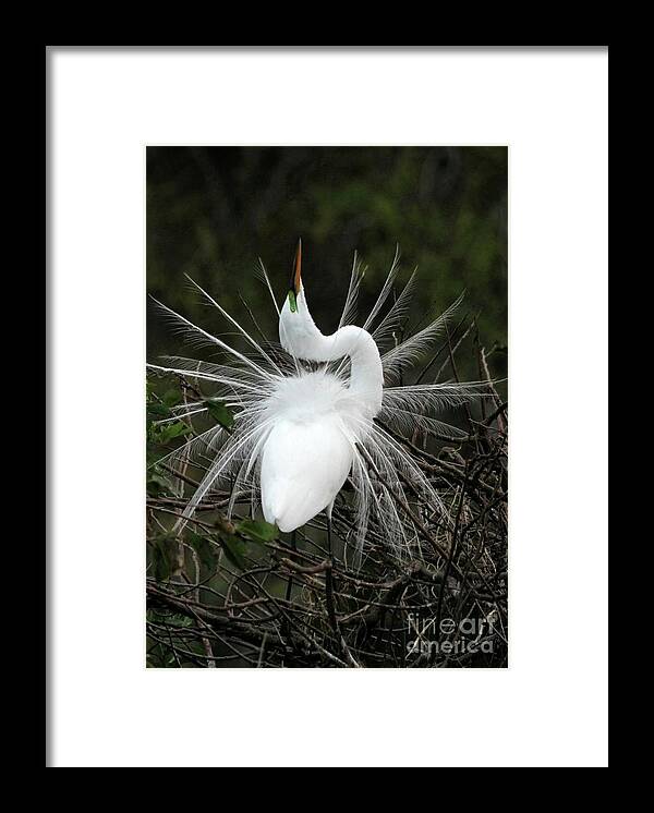 Great White Egret Framed Print featuring the photograph Fabulous Feathers by Sabrina L Ryan