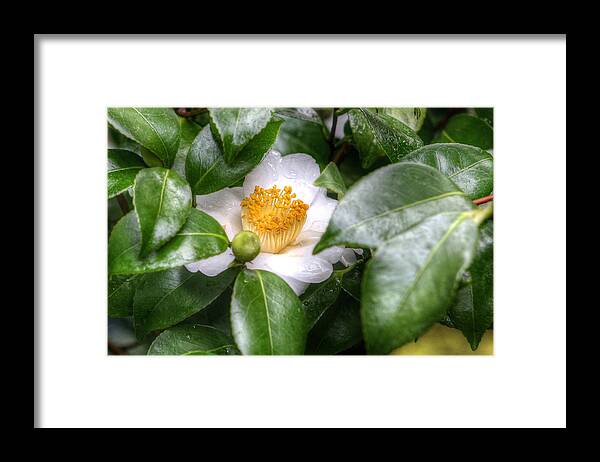 Flower Framed Print featuring the photograph Face The Rain by Steve Parr