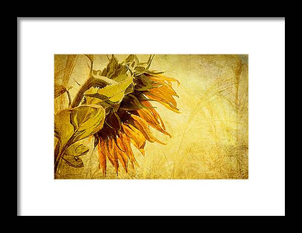 Sunflowers Framed Print featuring the digital art Fade Away by Margaret Hormann Bfa