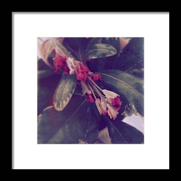 Wilted Framed Print featuring the photograph #faded #floral #flower #wilted by Jan Pan