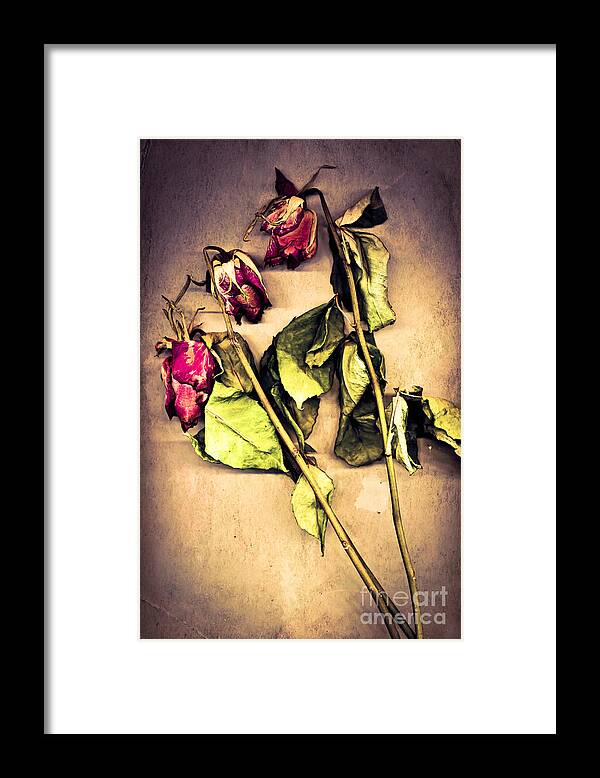 Three Framed Print featuring the photograph Faded Glory by Jan Bickerton