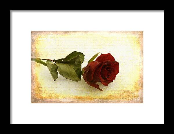Rose Framed Print featuring the photograph Faded memories by David Birchall