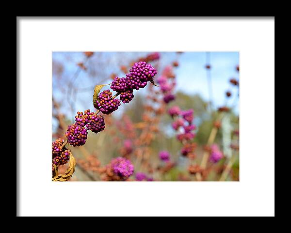 Plant Framed Print featuring the photograph Fading Glory by Corinne Rhode