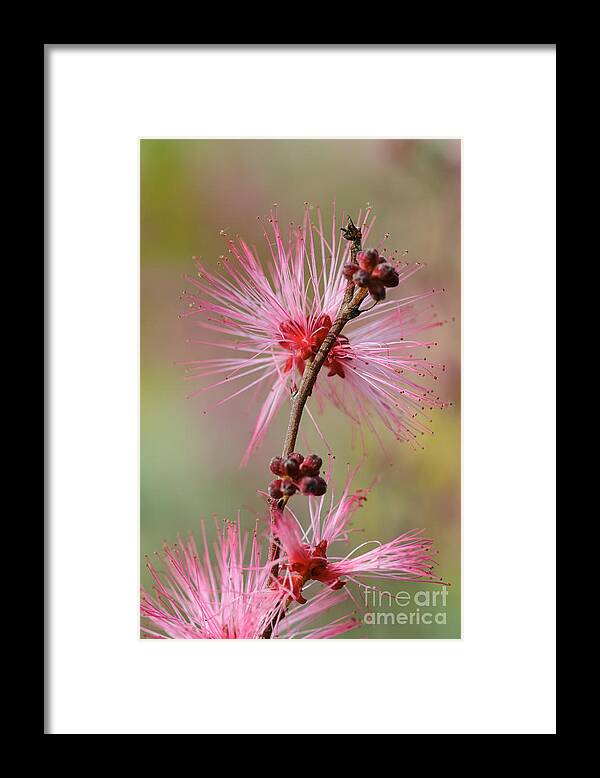 Fairy Duster Framed Print featuring the photograph Fairy Duster by Tamara Becker
