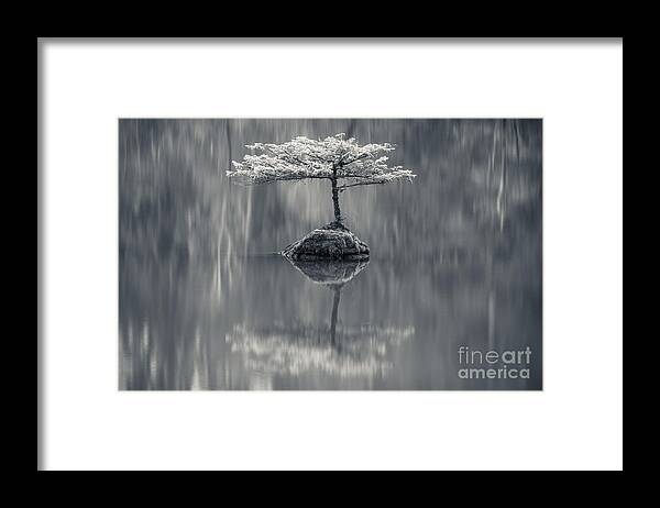 Bonsai Framed Print featuring the photograph Fairy Lake Fir Black and White by Carrie Cole