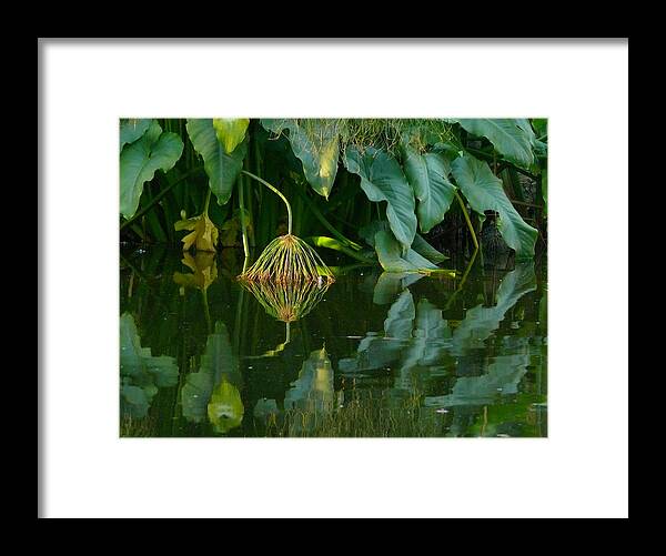 Pond Framed Print featuring the photograph Fairy Pond by Evelyn Tambour