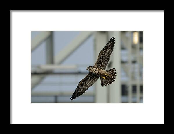 Peregrine Falcon Framed Print featuring the photograph Falcon flying by Tower by Bradford Martin