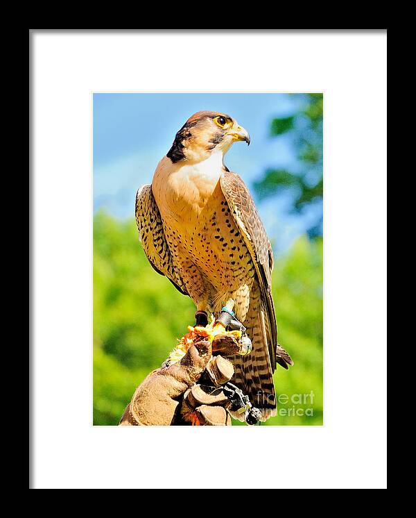 Falcon Framed Print featuring the photograph Falcon by Nigel Fletcher-Jones