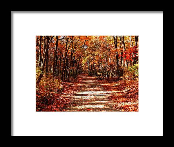 Fall Framed Print featuring the photograph Fall at Cheesequake by Raymond Salani III