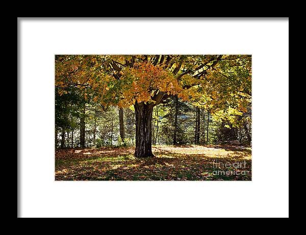 Fall Foliage Framed Print featuring the photograph Fall Beauty by Gwen Gibson
