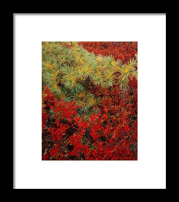 Maine Framed Print featuring the photograph Fall Blueberries and Pine by Tom Daniel