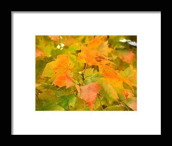 Leaves Forest Land Autumn Colors Framed Print featuring the photograph Fall Colors by Donald Torgerson