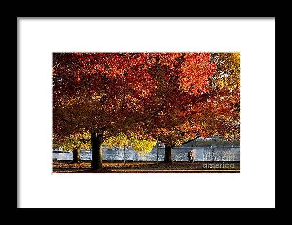 Stanley Park Framed Print featuring the photograph Fall Colour in Stanley Park by Maria Janicki