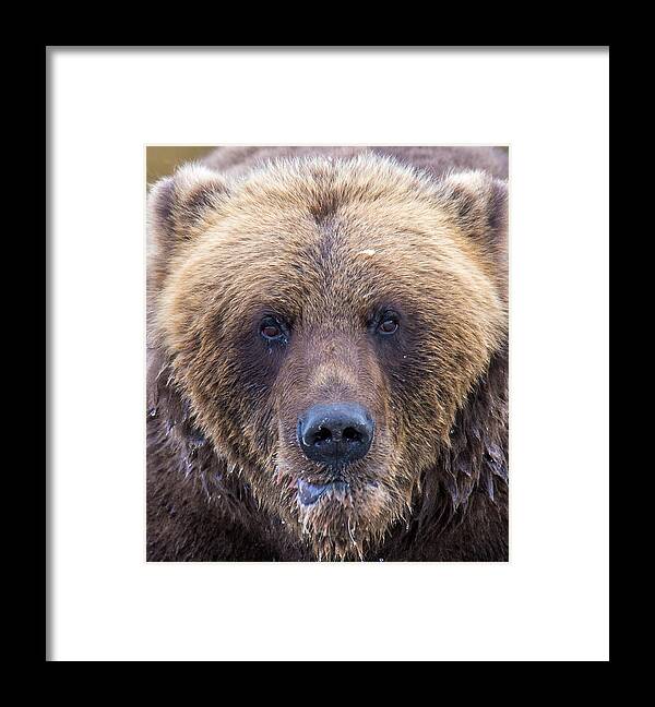 Bear Framed Print featuring the photograph Fall Feast by Kevin Dietrich