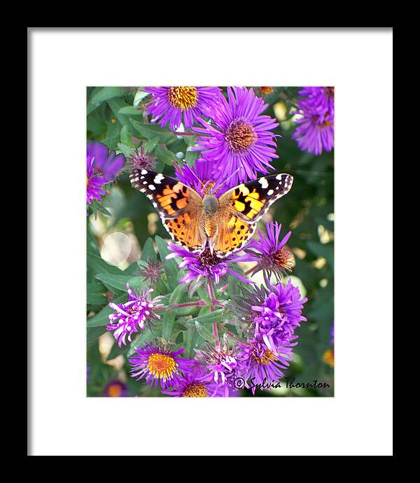 Butterfly Framed Print featuring the photograph Fall Flutterby by Sylvia Thornton