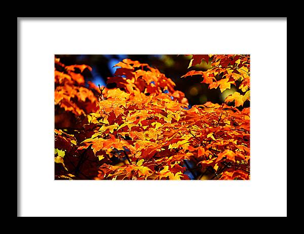 Autumn Framed Print featuring the photograph Fall Foliage Colors 16 by Metro DC Photography