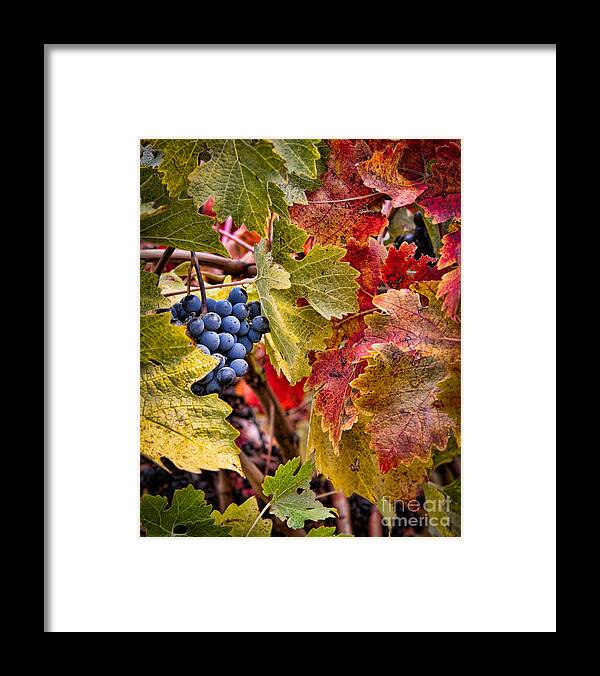Grapes Framed Print featuring the photograph Fall Grapes by Ana V Ramirez