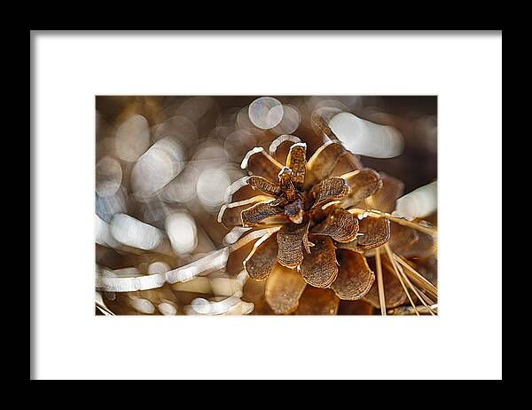 Pinecone Framed Print featuring the photograph Fall Hike Up Humber by Scott Campbell