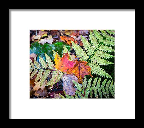 Fall Framed Print featuring the photograph Fall In the Ferns by Bill Pevlor