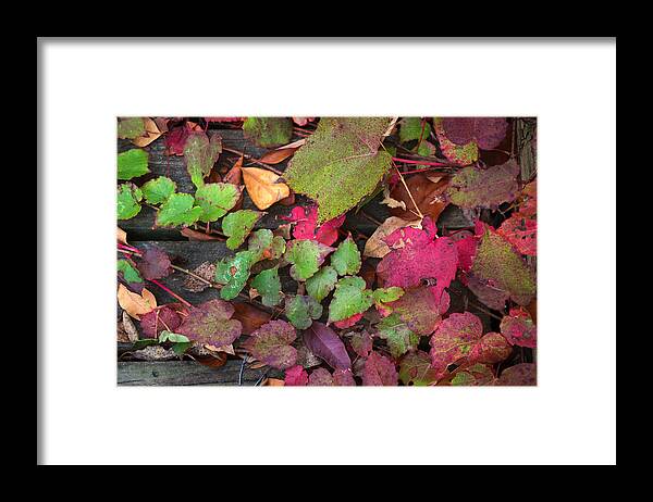 Ivy Framed Print featuring the photograph Fall Ivy by Wayne Meyer