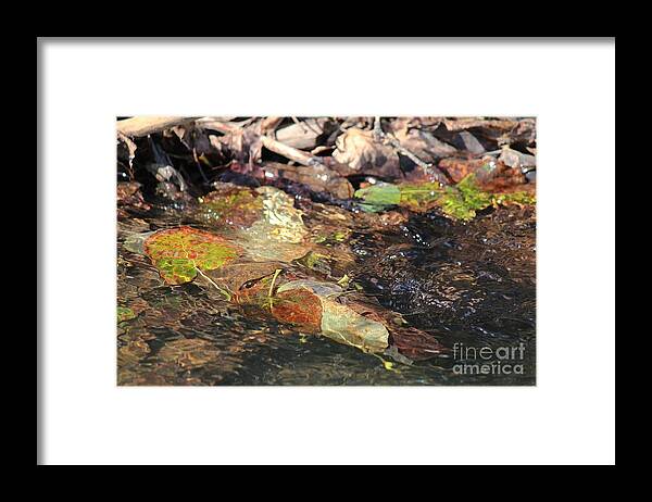 Fall Framed Print featuring the photograph Fall Leaves by Ann E Robson
