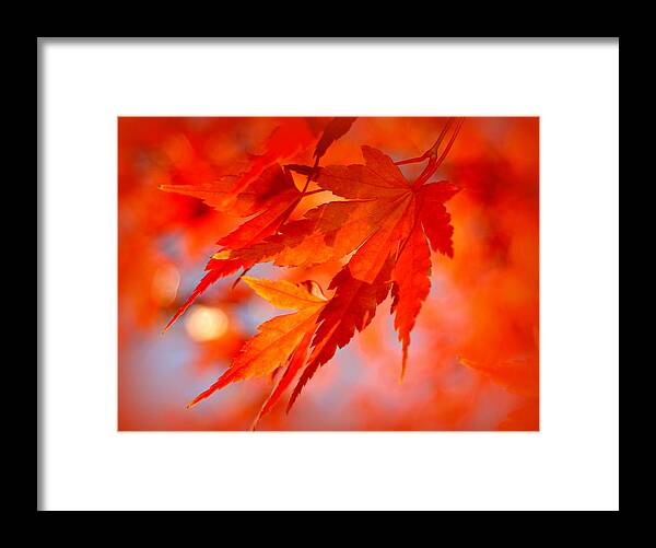 Leaves Framed Print featuring the photograph Fall Leaves by Nathan Abbott