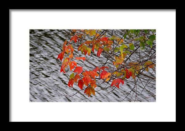 Fall Framed Print featuring the photograph Fall leaves over the lake by Lois Lepisto