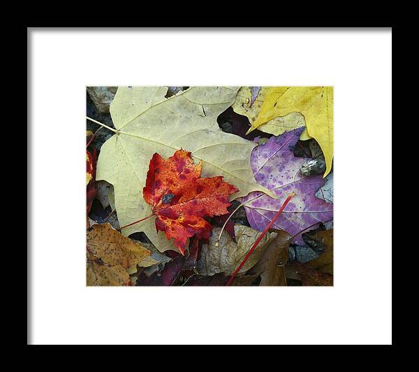 Autumn Framed Print featuring the photograph Fall Leaves by Steve Ondrus