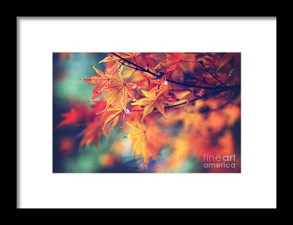 Nature Framed Print featuring the photograph Fall leaves by Sylvia Cook