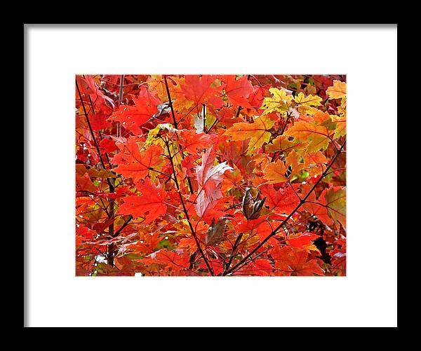 Duane Mccullough Framed Print featuring the photograph Fall Maple Leaves 2 by Duane McCullough